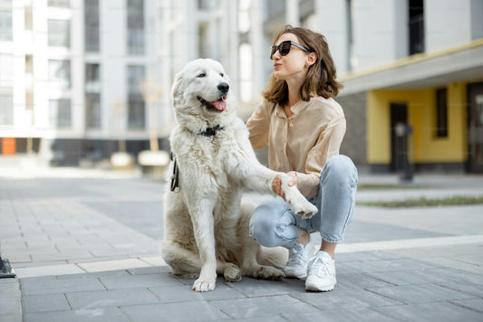 Cómo crear un entorno seguro y cómodo para tu mascota en casa