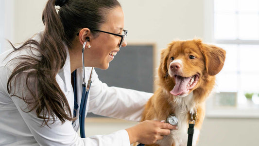 Señales de Alerta: Cómo Detectar Problemas de Salud Comunes en tu Mascota Antes de que Sea Tarde
